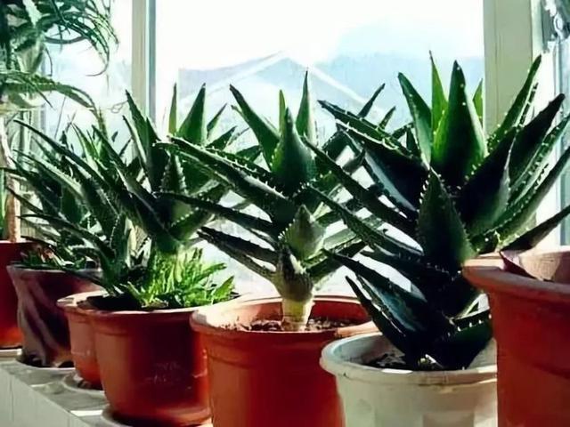 田七花有什么功效，田七花是什么（还能防个小病小灾的）