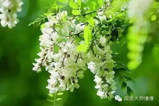 槐花在几月开的，槐花几月开（泡水后降压本领超强）