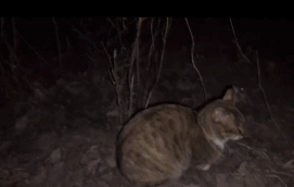 猫的灵性有多强，猫界最有灵性的四种猫（一只猫可以多有灵性）