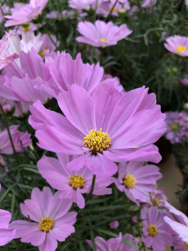 菊花的颜色有哪些，菊花的颜色有哪些 野菊花（超级美的10种菊花）