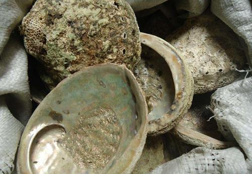 鲍鱼是指人体的哪个部位，人们吃鲍鱼主要是吃它的什么部位（今天要说的是鲍鱼……壳的吃法）