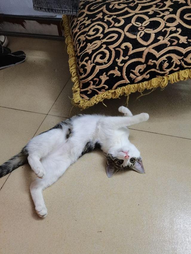 猫肉的做法大全，猫肉有什么做法（请问猫肉怎么做好吃一点）