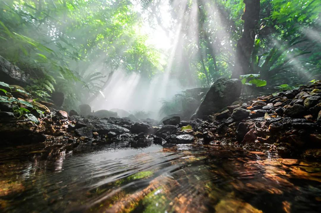 深圳：仙湖植物园蕨类植物收集全国第一，深圳富商陈子冲（这两个刚开放的专类园区有1000多种蕨类植物）