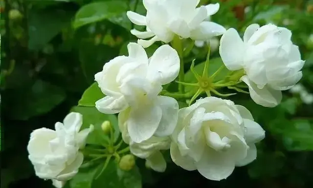 花诗歌，花之歌的作者是谁（50种花卉配50首古诗）