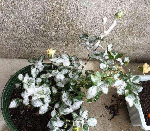月季花生白粉病怎么办，月季花白粉病如何处理（月季得了白粉病）
