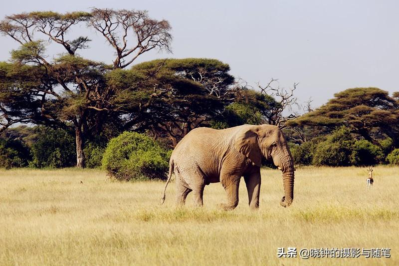 大象和白鹭鸟和睦相处是动物界的"共生"现象