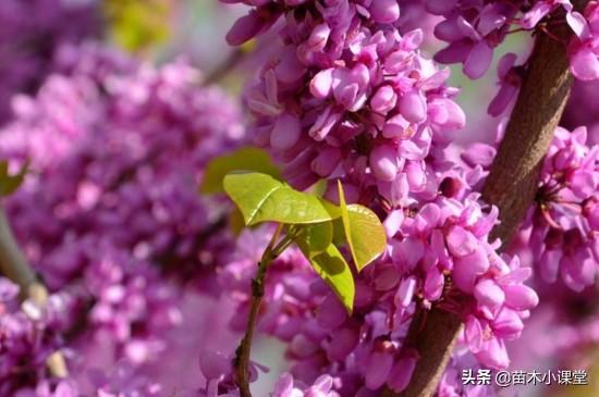 紫荆花花语，紫荆花花语小花仙（香港市花——紫荆花的花语和寓意）