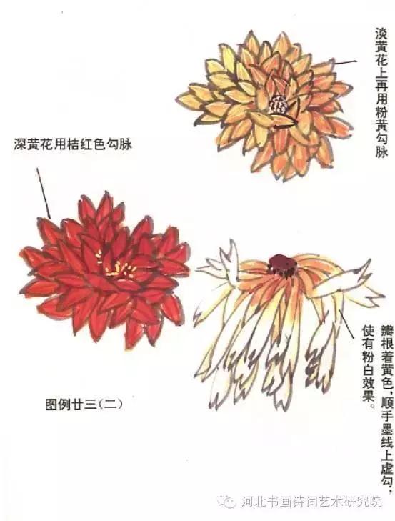 花的画法——菊花的画法，菊花是怎么画（菊花画法大全）