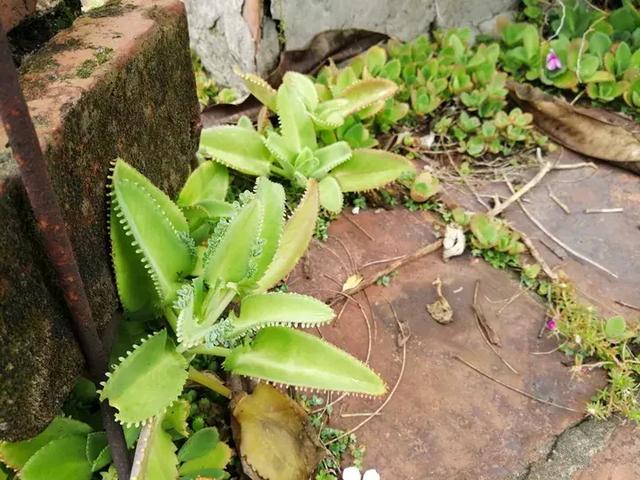 绿萝好养吗,绿萝怎样栽培(绿萝竟然排在倒数第1) 绿萝好养吗,绿萝怎样栽培(绿萝竟然排在倒数第1)