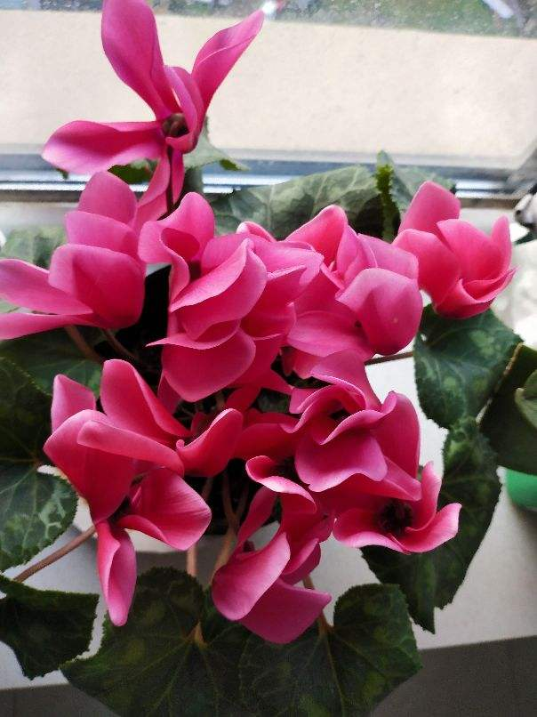 冬天开的花有哪些，冬天开的花有哪些20种...（1种花是冬季“爆品”）