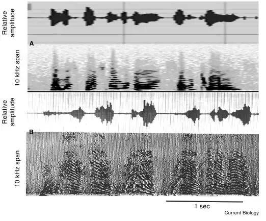 海豚和白鲸的区别，白鲸为什么是海豚（妹子的iPhone掉进大海后）