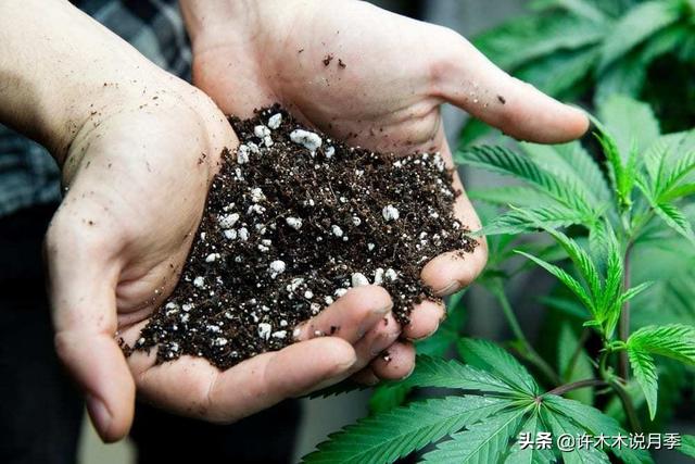 月季为什么不开花只长叶子，月季不开花只长叶子的原因处理方法（月季瘦弱、枝叶稀疏不开花怎么办）