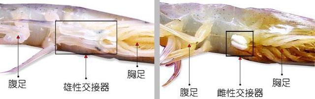 北极甜虾和普通虾的品种区别，如何鉴别对虾、罗氏虾、北极甜虾……一文解决“虾”认识