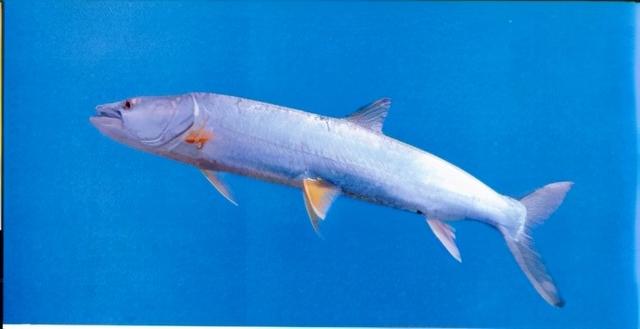 淡水观赏鱼种类，淡水观赏鱼的种类大全！（中国淡水观赏鱼图集<一>）