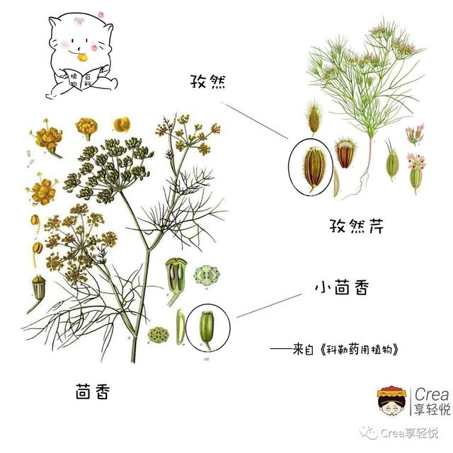 茴芹和茴香区别，真的不是一个单独的存在