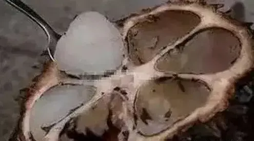 滴血莲花有何作用，滴血莲花对人有什么好处（能吃能玩儿太有趣）