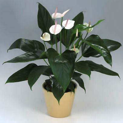 白掌的介绍白掌的养殖技术，白掌的栽培技术（养护白掌做好这些）