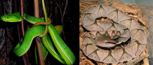 竹叶青的毒性多强，比五步蛇还强20倍