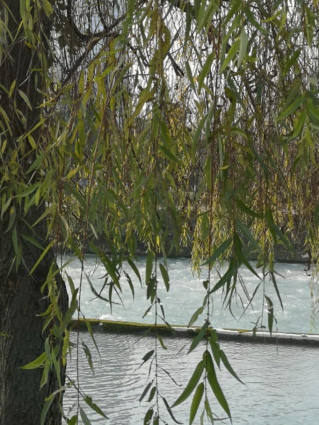 长长的柳枝像什么句子,什么的柳枝像什么的句子(杨柳依依,柳条如丝)