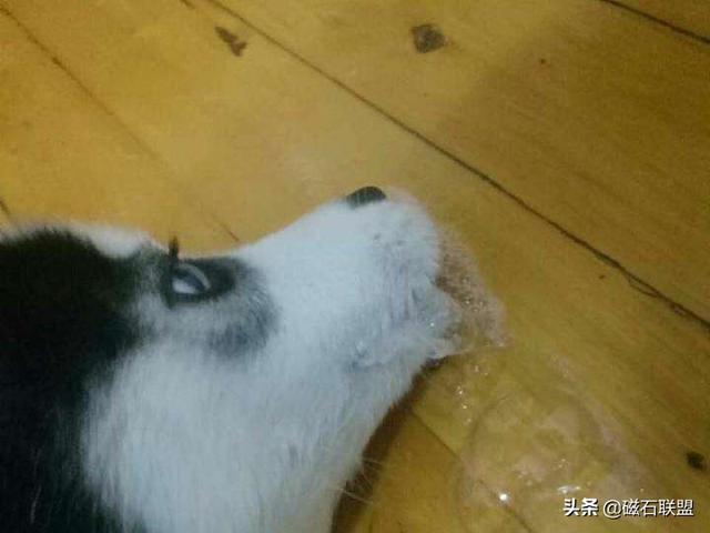 狗狗吐了是怎么回事，狗狗吐了不吃东西怎么办（并不一定是吃多了）