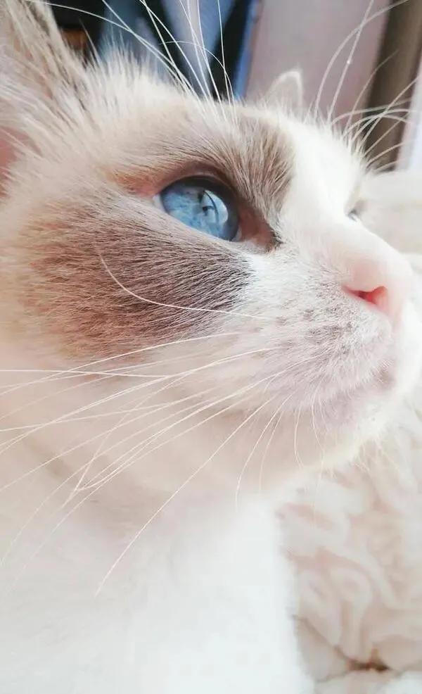 猫猫图片，我喜欢的样子你都有（宠物猫品种大全及图片）