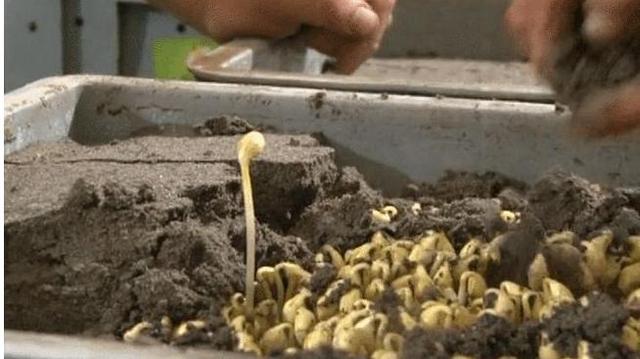 黄豆怎么泡才快，怎样泡豆芽又快又好（农村大叔10平方米沙土里撒黄豆）