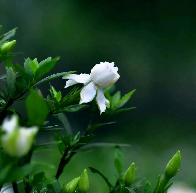 梔子花的花語,梔子花的花語唯美句子(梔子花開,香似故人來)