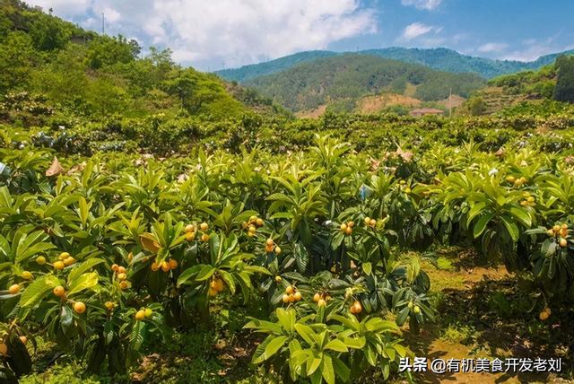 枇杷常温保存还是冷藏，桃子的保存方法是冷藏还是保鲜（冬天里吃到的米易枇杷）