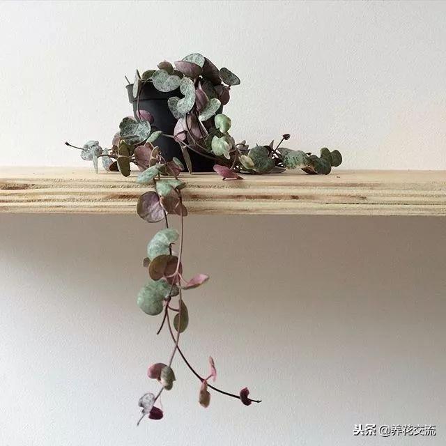 爱之蔓的扦插繁殖方法，如何扦插繁殖爱之蔓（还能开出像小鞋子一般的花朵）