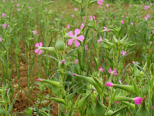 野花生的药用价值，农村几种“小野花”都是中药材