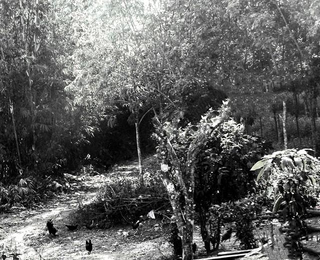 知青周萍的结局，周萍最后的结局是自杀（指导员被纳为重点嫌疑对象）