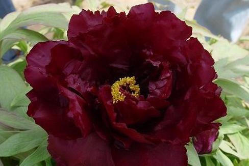 牡丹是什么意思，凤穿牡丹是什么意思（现在是牡丹盛开时节）