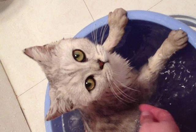 小猫的饲养教程，小猫咪怎么饲养（掌握这5点，养好猫咪并不难）