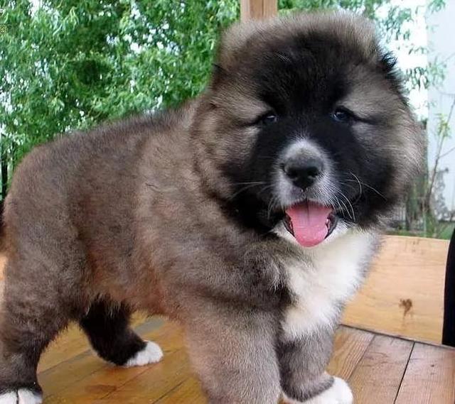 养吉娃娃,泰迪的人可能看到金毛阿拉斯加都会惊叹,这狗狗真大,那你