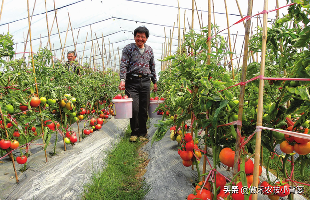 西红柿长在哪里（手把手教你种植高产优质的西红柿）
