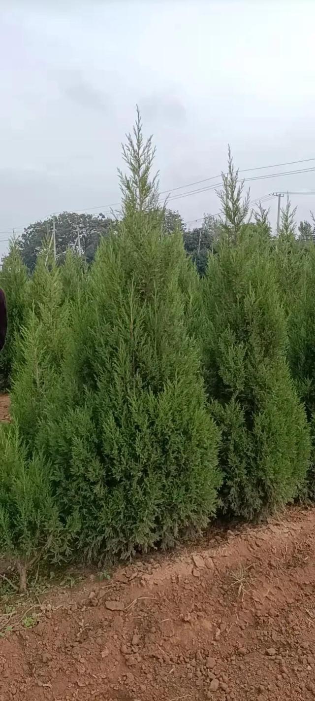 2米高塔柏价格多少钱一棵，2米高的塔柏价格（1.5米-2米量大）