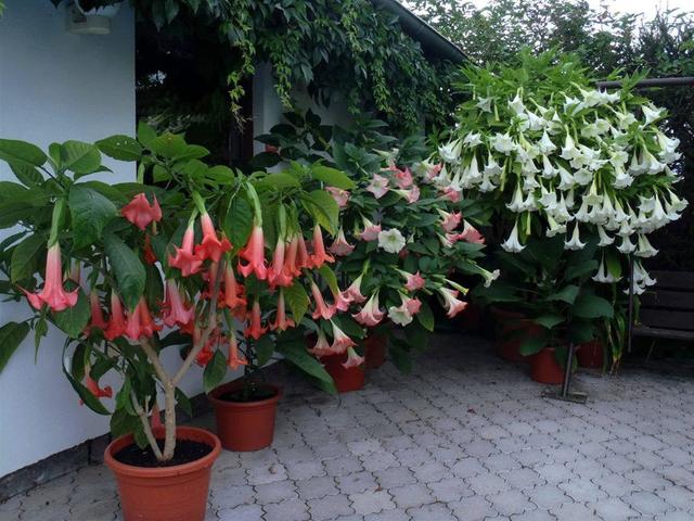 快认清“真面目”，有毒的花名字及图片