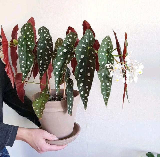 适合家里养的32种花，家里养什么花好（”家居盆花100种）