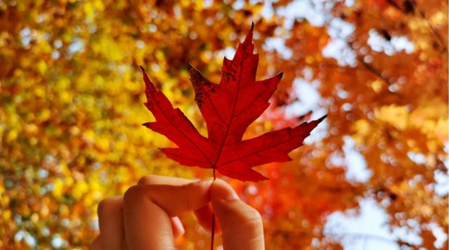 发上指冠造句，发什么的成语是什么（盗跖为什么骂孔子“巧辞谬说”）