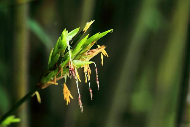竹子开花吗，竹子一生只开一次花吗（竹子开花难道真是“大灾变”的前兆）