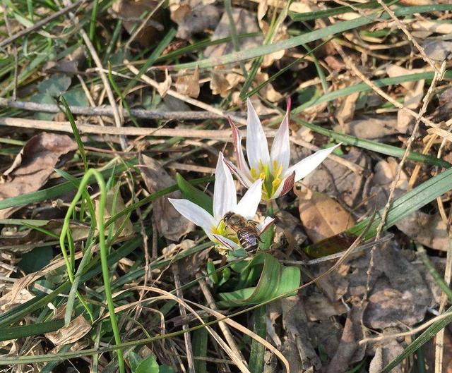 哪些人不能吃野葱，“老鸦瓣”认识的人不多