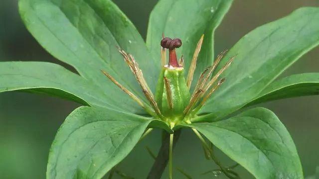 2,农村的"七叶一枝花",可救人也可害人,一斤卖700!