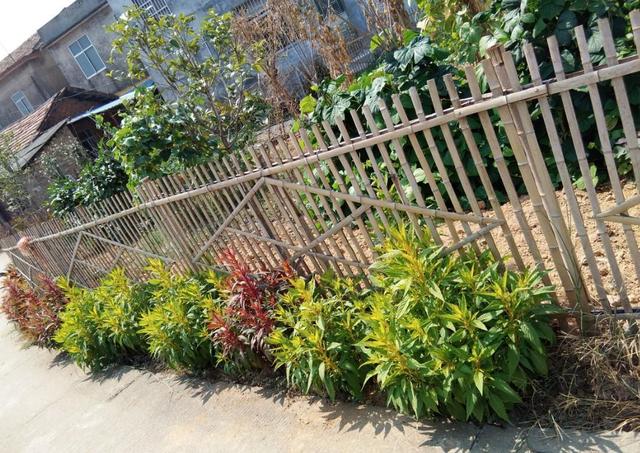 鸡冠花什么时候开，鸡冠花什么时候开花（鸡冠花什么时候开花一天之内）