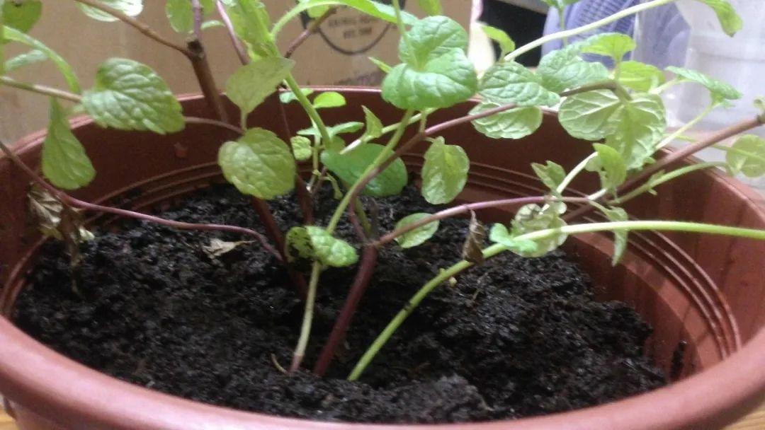 薄荷的养殖方法和注意事项，薄荷的养殖方法和注意事项水培（别总以为盆栽薄荷很好养）