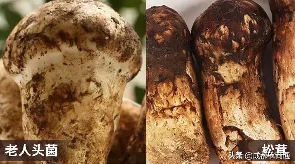 松茸跟松茸菇区别图，到底谁是真松茸