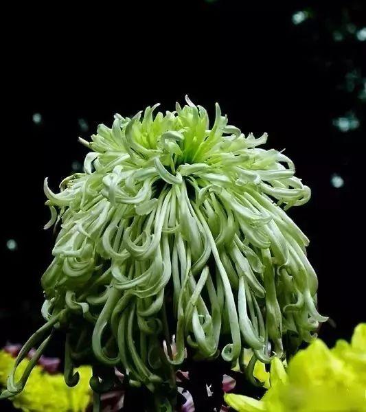 世界最美菊花80种太美了，金秋十月赏菊花——世界最美菊花80种送给您