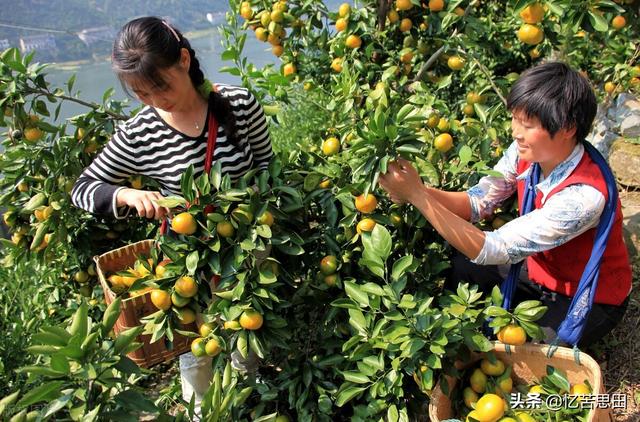 山桔子的功效与作用，小山桔的功效与作用（满山金元宝，雪峰蜜桔来）