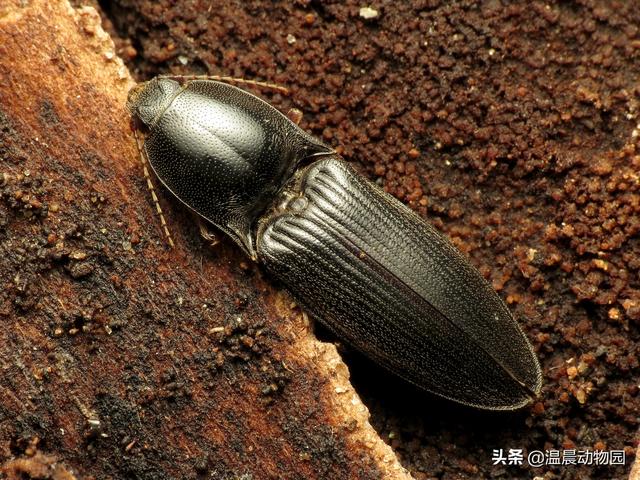 萤火虫会咬人吗，萤火虫会咬人吗怎么办（这七种昆虫能勾起很多人的童年回忆）