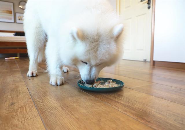 人能吃狗粮吗吃了会有什么害处吗，人能吃狗粮吗吃了会有什么害处吗视频（长期喂食泡软狗粮无助肠胃吸收）