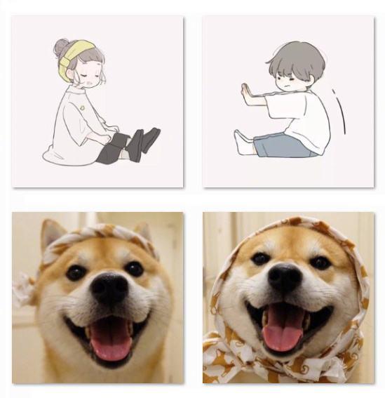 柴犬情头，微信头像，柴犬情头（我还是没找到一起用狗狗情侣头像的人...）